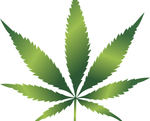 common sense cannabis